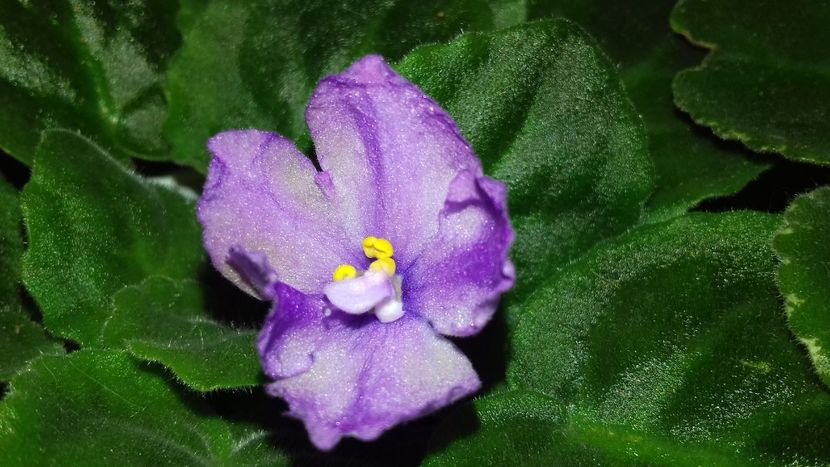 RS Palmira - 1violete inflorite 2018 2019