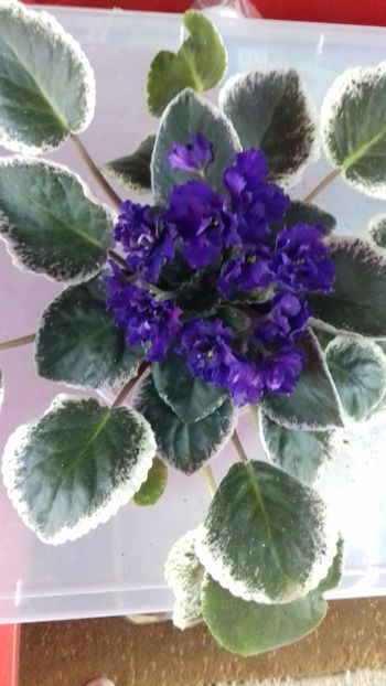  - 1violete inflorite 2018 2019