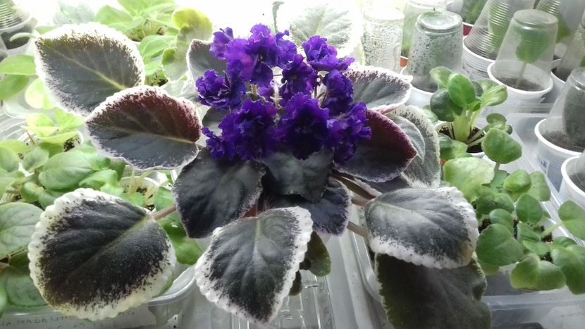 Neon Fantasy - 1violete inflorite 2018 2019