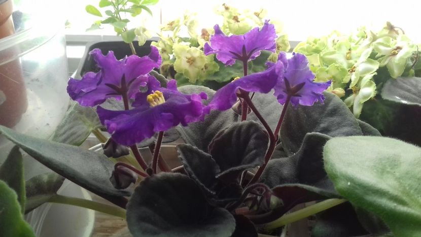 An Rio Rita sport - 1violete inflorite 2018 2019