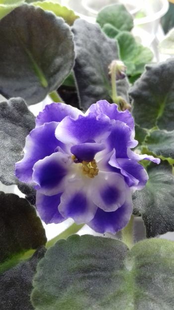 Goluboi Tuman - 1violete inflorite 2018 2019