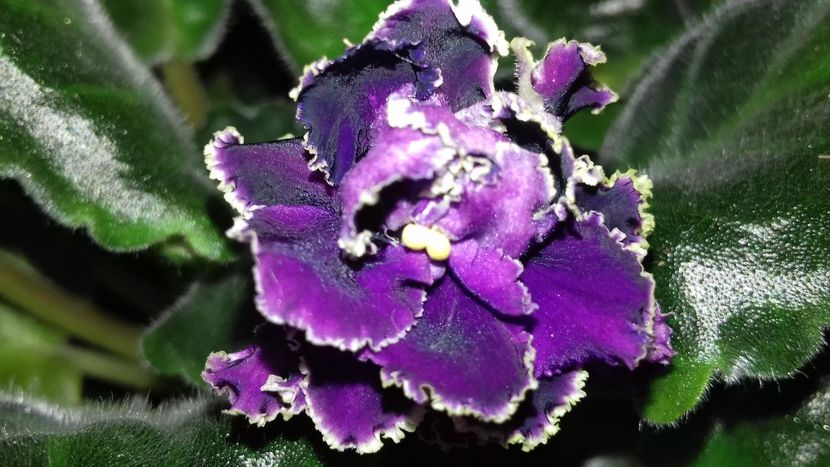 Purple Passion - 1violete inflorite 2018 2019