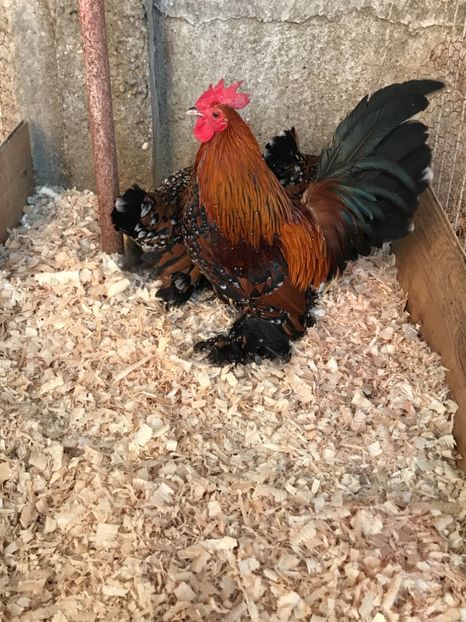 DCAA19C4-44D0-478B-A33D-CFFF0ABFE41B - Mii de flori auriu portelan