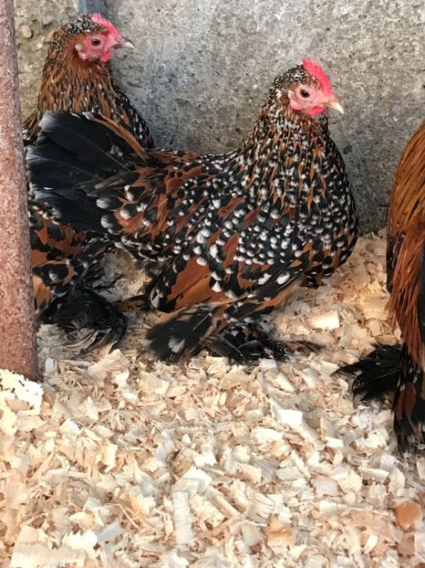 087A06C9-16B7-45C7-A2E4-9282E4FC42A9 - Mii de flori auriu portelan