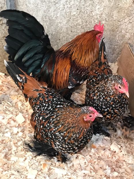 1E563924-4295-41D0-B3A2-166A26EE14C8 - Mii de flori auriu portelan