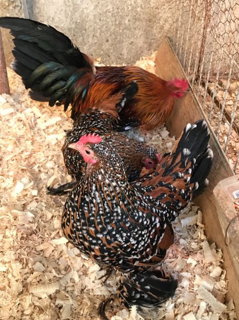 2CC7B1B8-918A-4910-AF64-57A3D2E809BC - Mii de flori auriu portelan