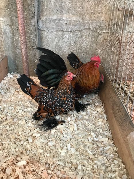 CD7B400D-4493-4958-98E4-5E2CB84B26AA - Mii de flori auriu portelan