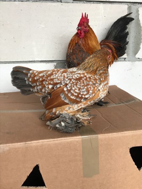 4B4FD07F-86D2-4616-B0B7-7EA0C664C4C4 - Mii de flori auriu albastru portelan