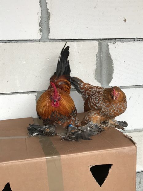 2C870F4D-A6E9-42B7-A866-64FC631E07D2 - Mii de flori auriu albastru portelan