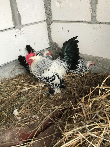 DD8A3D90-1DE5-42D7-89CD-F3B76EBE0D7D - Mii de flori alb bobat cu negru