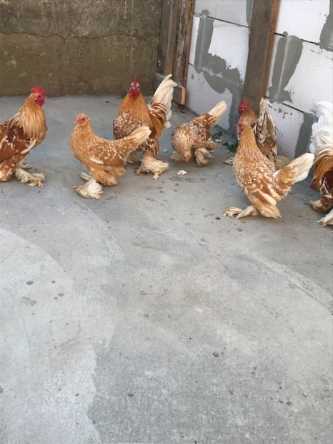 EB5ADCCC-AEC6-4DA7-A0C2-F580733D89FF - Mii de flori galben bobat cu alb2