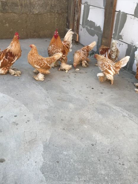 89A69516-A181-48FC-86D6-C34D9CDEA99D - Mii de flori galben bobat cu alb2