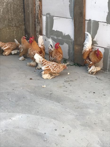 D7B3A0D9-8F89-4627-AF5F-25FA1A2CEDC6 - Mii de flori galben bobat cu alb2