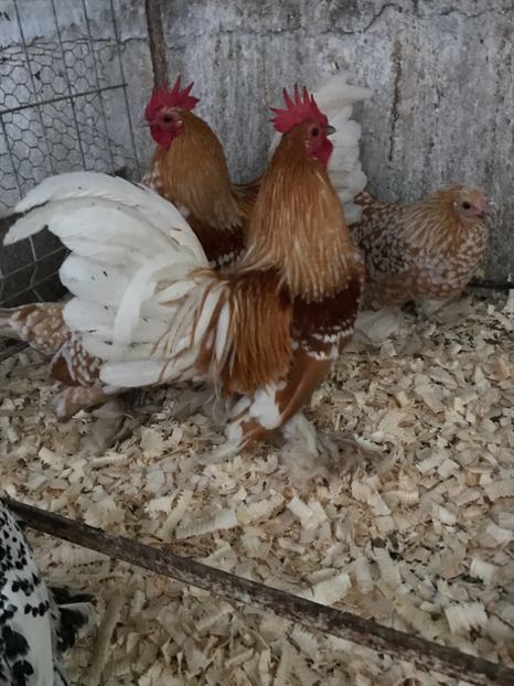 BDCF6EF8-627A-49B8-8DCD-2BF5C9EBF4B4 - Mii de flori galben bobat cu alb2