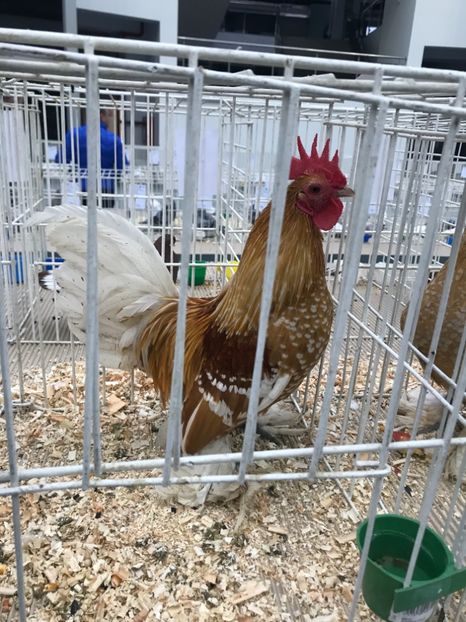 68032940-2A52-40EB-8496-106E01DA821D - Mii de flori galben bobat cu alb2