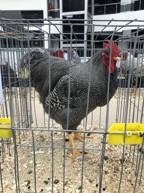 06BF76A7-9C90-48A6-A11A-EAD58FE758D3 - Plymouth rock barat2