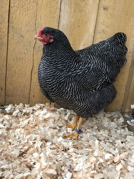 E4A501C7-4D3E-4944-B3FE-FBE220E6D291 - Plymouth rock barat2