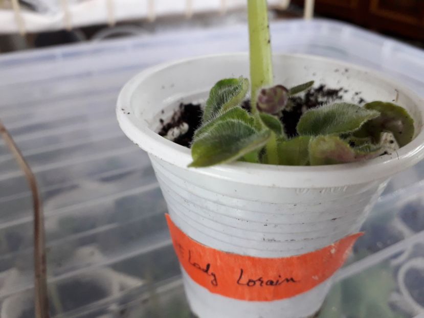  - A Frunze harnice 2018