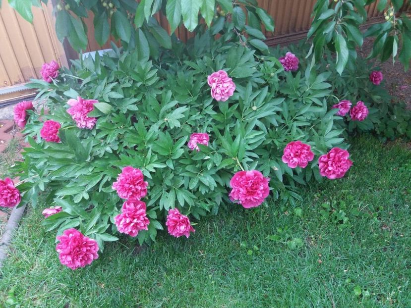 received_10155715742832945 - Bujorii mei în 2018