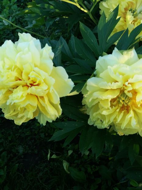  - Bujorii mei în 2018