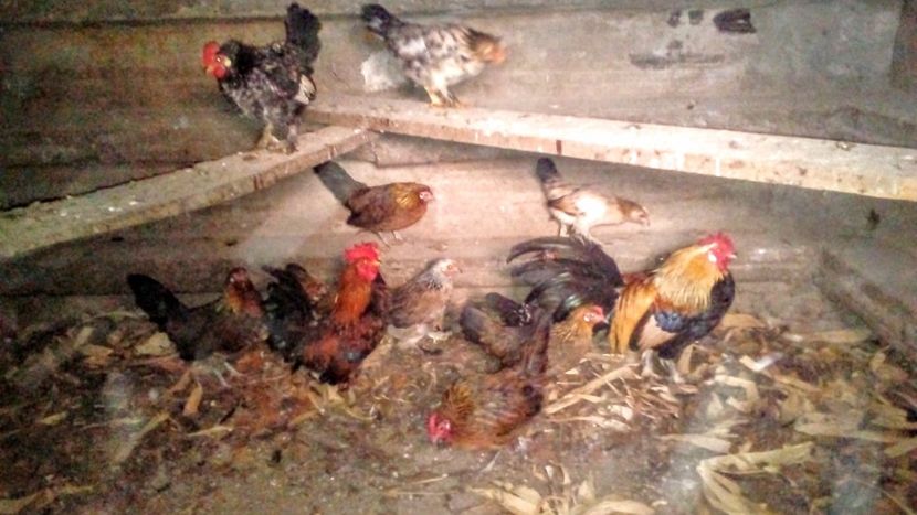  - Matca de găini pitice 2019