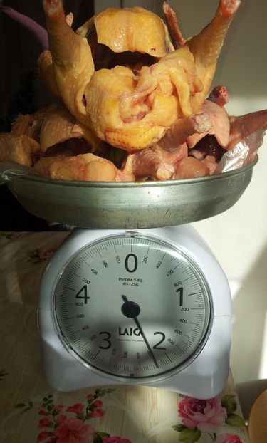 3 pui . - 19 TEXANI PE CANTAR