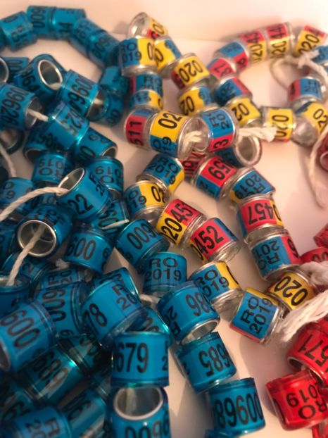  - 01 Inele Porumbei Amatori Tari Straine 2019