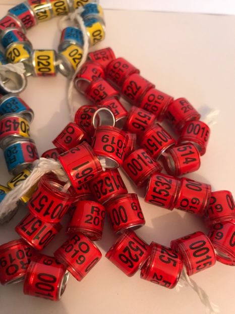  - 01 Inele Porumbei Amatori Tari Straine 2019