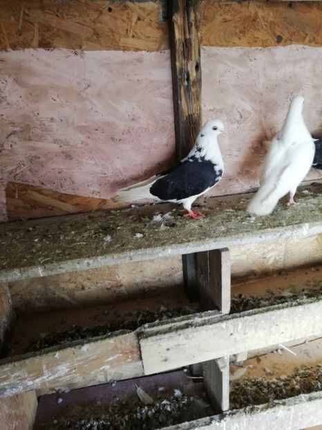  - Jucători capaciti