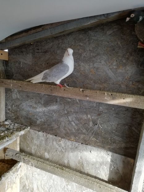  - Jucători capaciti