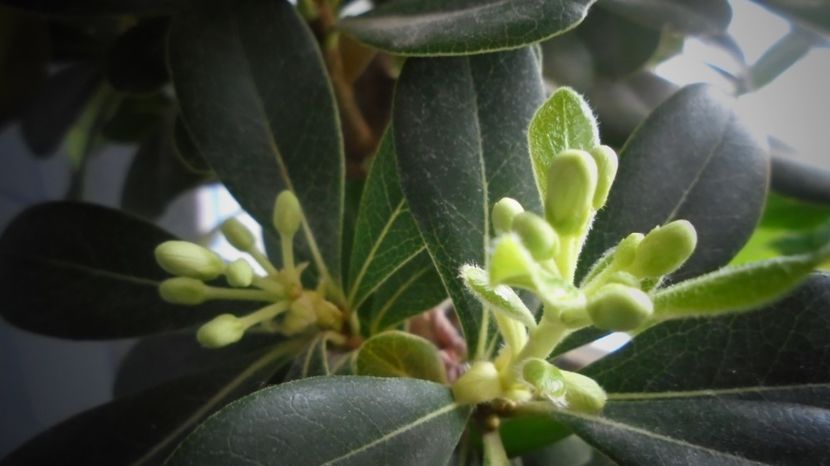 Pittosporum tobira - Stelute