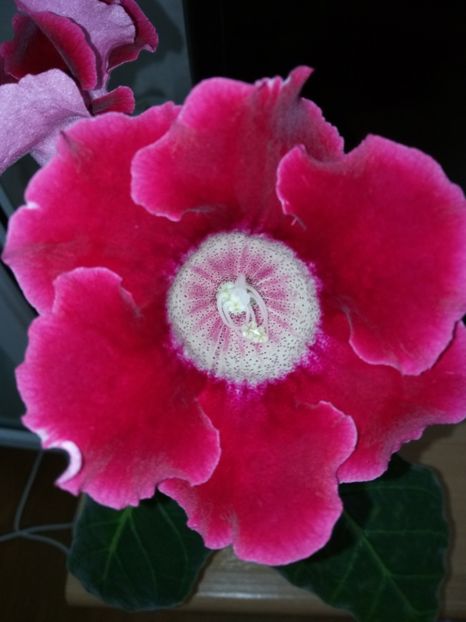 Nr 7 Ce ziceți? - Gloxinii din semințele obținute de mine 2018-2019