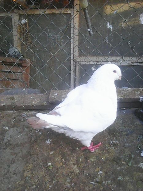 Photo1855 - Instantanee