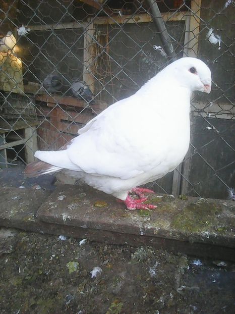 Photo1859 - Instantanee