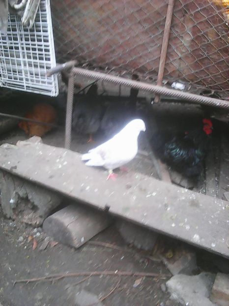 Photo1865 - Instantanee