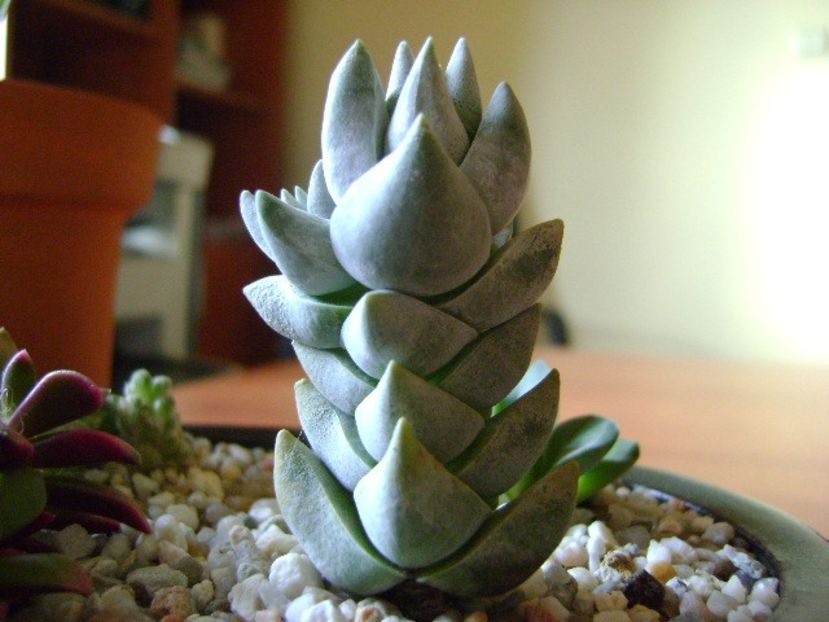 Crassula deceptor - Suculente 2018