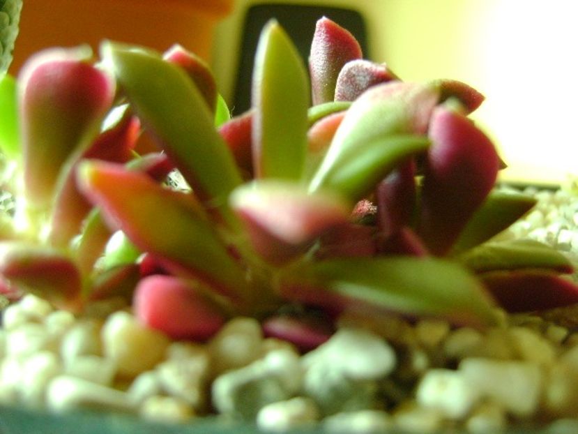 Anacampseros telephiastrum variegata - Suculente 2018
