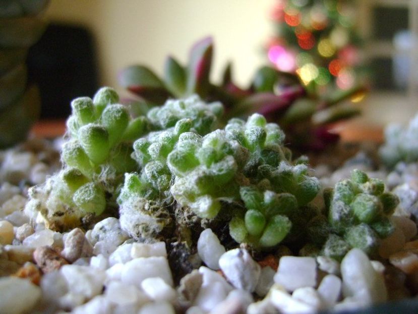 Anacampseros filamentosa ssp. namaquensis - Suculente 2018