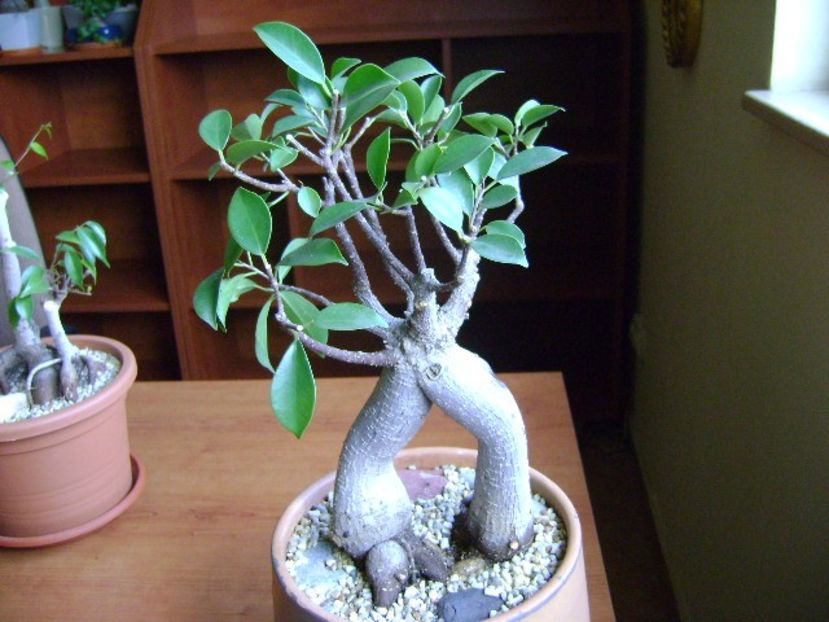 Ficus microcarpa cv. Ginseng - Bonsai si prebonsai 2018-2020