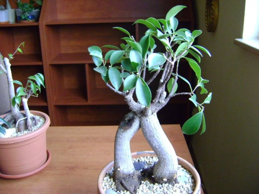 Ficus microcarpa cv. Ginseng - Bonsai si prebonsai 2018-2020