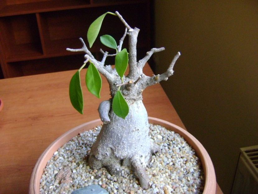 Ficus microcarpa cv. Ginseng - Bonsai si prebonsai 2018-2020