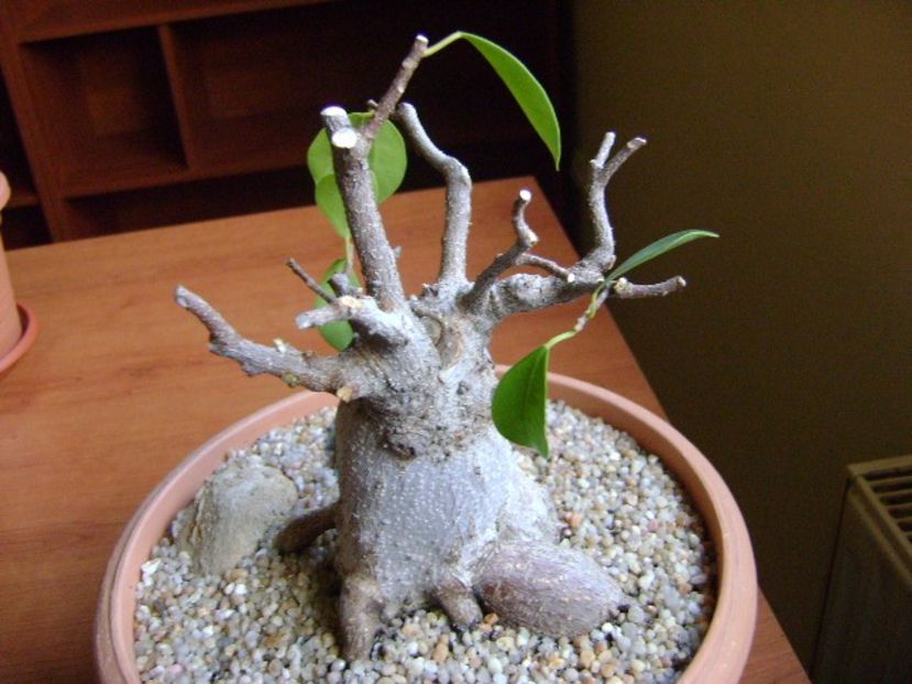 Ficus microcarpa cv. Ginseng - Bonsai si prebonsai 2018-2020