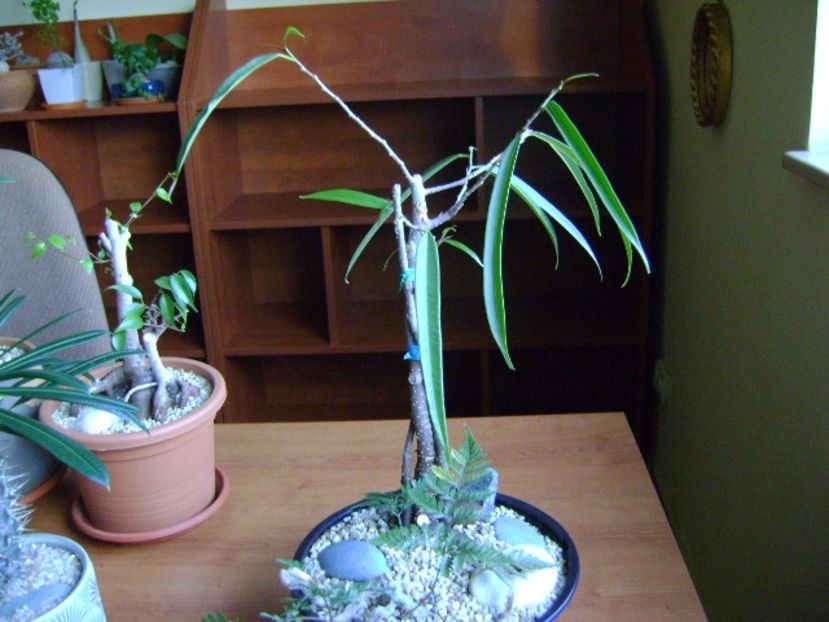 Ficus cv. Alii - Bonsai si prebonsai 2018-2020