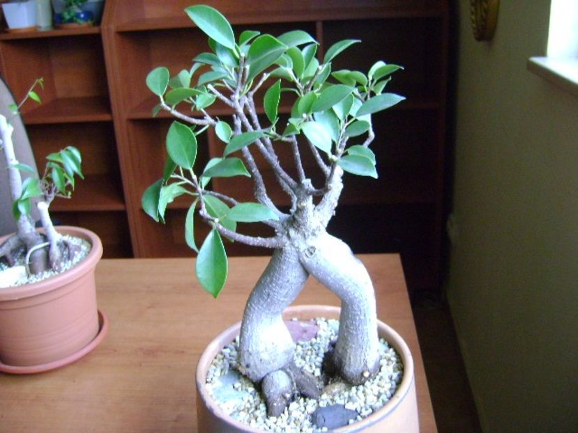 Ficus microcarpa cv. Ginseng - Caudiciforme si bulbi 2018