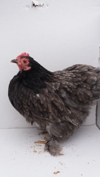 vanduta - De vanzare gainuse mi de flori