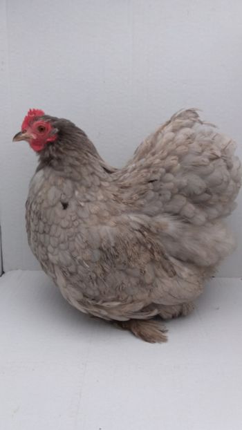 vanduta - De vanzare gainuse mi de flori