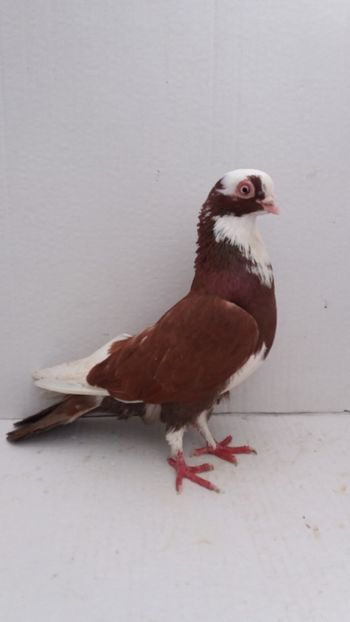 M 2018 - Por galateni jucatori