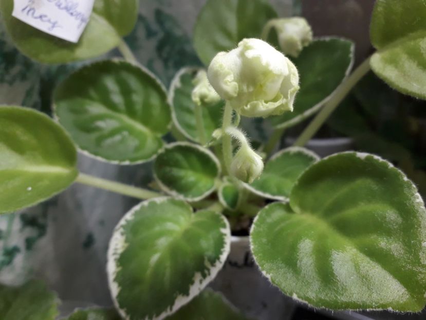  - ZZ Le Berillovyy Iney