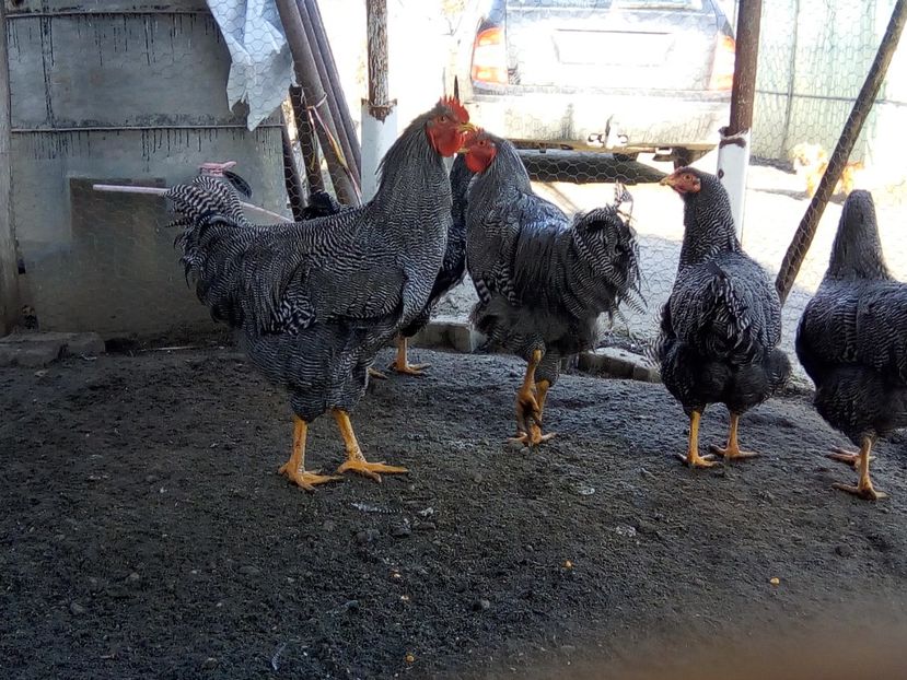  - Playmouth rock barat pt 2019