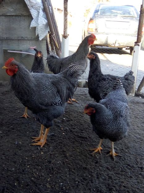  - Playmouth rock barat pt 2019